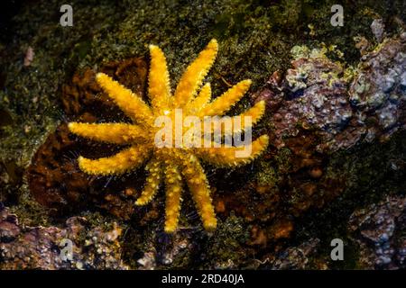 Young Sunflower Sea Star, Pycnopodia helianthoides, underwater in a tide pool at Point of Arches, Olympic National Park, Washington State, USA [a poss Stock Photo