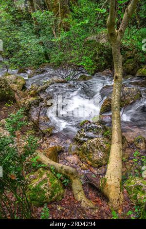 Sagittario river flows fast between rocks and woods near the Cavuto Springs, Anversa, Abruzzo, Italy, Europe Stock Photo