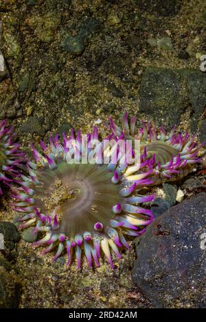 Aggregating Anemone, Anthopleura elegantissima, Point of Arches, Olympic National Park, Washington State, USA Stock Photo