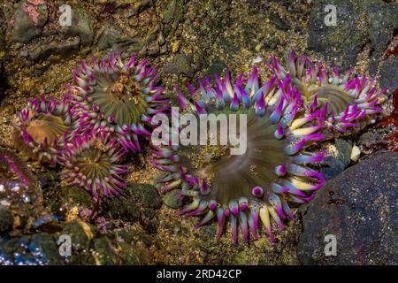 Aggregating Anemone, Anthopleura elegantissima, Point of Arches, Olympic National Park, Washington State, USA Stock Photo