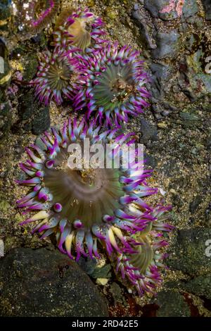 Aggregating Anemone, Anthopleura elegantissima, Point of Arches, Olympic National Park, Washington State, USA Stock Photo