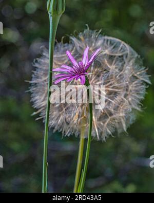 Tragopogon porrifolius is a medicinal herb which is also used as a vegetable. It is commonly known as common salsify. Stock Photo