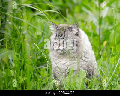 Neva Masquerade Siberian domestic cat sitting in grass outdoors Stock Photo
