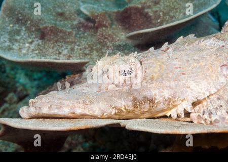 Crocodilefish, Cymbacephalus beauforti, Raja Ampat, West Papua, Indonesia Stock Photo