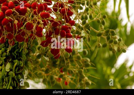 Red Areca nut palm, Betel Nuts, Betel palm (Areca catechu) hanging on its tree Stock Photo