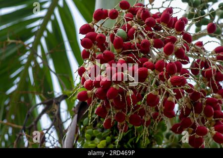 Red nut palm, Betel Nuts, Betel palm (Areca catechu) hanging on its tree Stock Photo