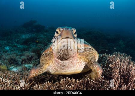 Green Sea Turtle, Chelonia mydas, Raja Ampat, West Papua, Indonesia Stock Photo