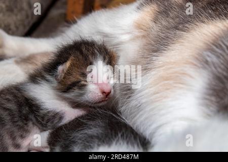 Colorful kitten few days old Stock Photo