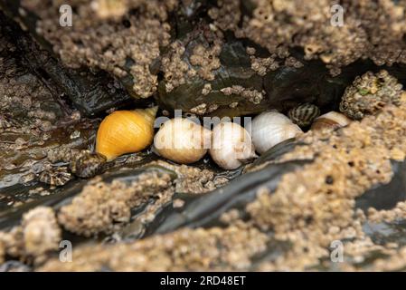 Dog whelks on rock covered in barnacles Stock Photo