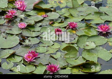 Closeup of the red flowering flowers and the green leaves  of the pond garden lily nymphaea laydekeri purpurata  floating on water. Stock Photo