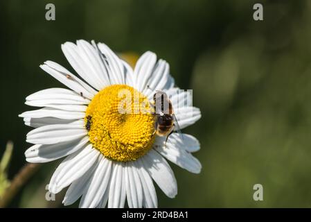 Furry Dronefly (Eristalis intricaria), a bee-mimicking hoverfly. feeding on an Ox-eyed Daisy Stock Photo