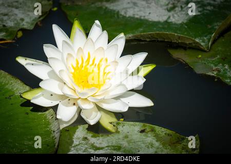 American white water-lily along the shore of the St. Lawrence River. Stock Photo