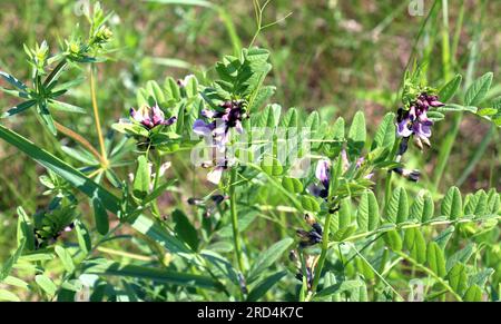 Vicia sepium grows among grasses in the wild Stock Photo