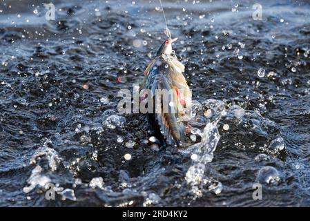 European perch striking a wobbler lure on the surface of a lake in Western Finland in July August 2023. Stock Photo