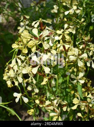 Spicy arugula plant (Eruca sativa) blooms in the garden Stock Photo