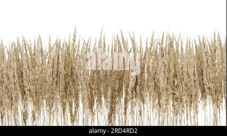 Ornamental grasses in straw color, on a white background. Sand Reed Warbler, - Calamagrostis epigejos. Stock Photo
