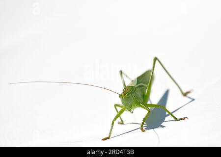 A green hay horse on the light fabric of a parasol Stock Photo