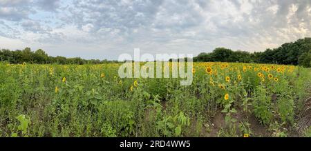 Beautiful Public Sunflower Near Hillsdale Kansas - KS the Sunflower State Stock Photo