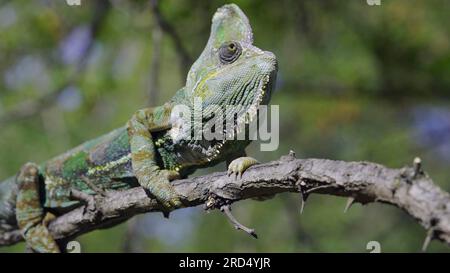 Disgruntled elderly chameleon lies on thorny branch of tree. Veiled chameleon (Chamaeleo calyptratus), Yemen chameleon or Cone-head chameleon Stock Photo