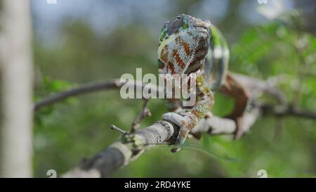 Green chameleon walks along branch and looksat around on bright sunny day on the green trees background. Panther chameleon (Furcifer pardalis) . Stock Photo