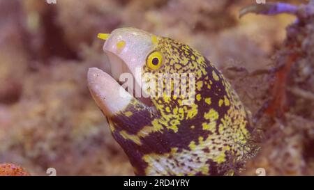 Close up portrait of Snowflake moray (Echidna nebulosa) or Starry moray ell on sea bottom on sunny day in sunlight, Red sea, Egypt Stock Photo