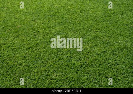 Perfect short cut lawn Stock Photo