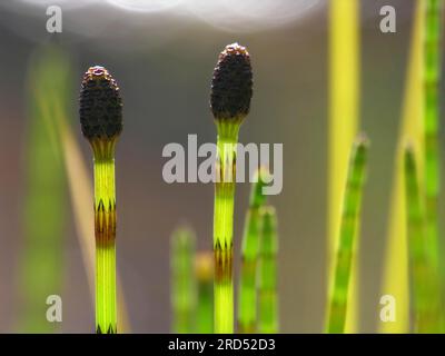 Field field horsetail (Equisetum arvense), horseweed, field cinquefoil, cat's-tail, shank hay, panhandle, scouring weed Stock Photo