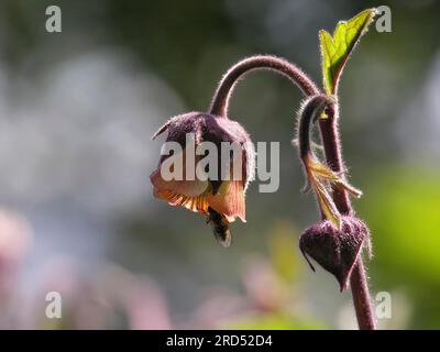 Water avens (Geum rivale) Stock Photo