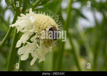 Pale yellow flower of giant scabious Cephalaria gigantea,  with bee in UK garden June Stock Photo