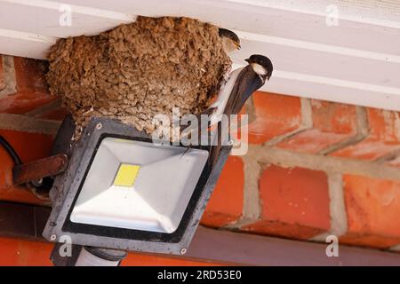 Common house martin (Delichon urbicum) sitting at nest with young, Schleswig-Holstein, Germany Stock Photo