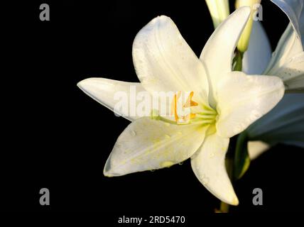 Madonna Lily in the Garden Stock Photo