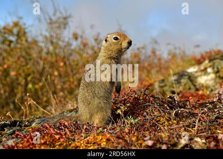 Arctic ground squirrel (Spermophilus parryii), standing on the autumn-coloured tundra floor, Alaska, USA Stock Photo