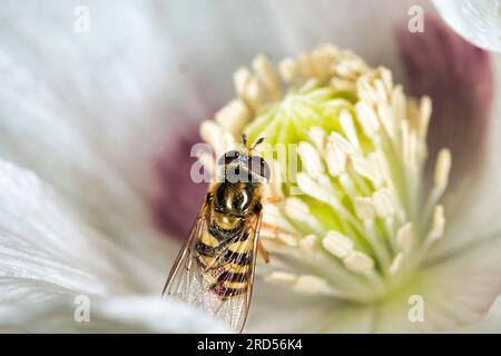 Marmalade hoverfly (Episyrphus balteatus) on a poppy (Papaver somniferum) flower, Waldviertel, Lower Austria, Austria Stock Photo