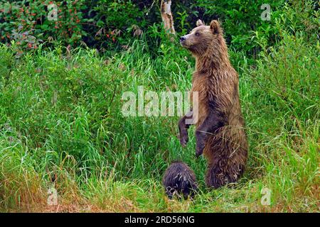 Brown bear (Ursus arctos) standing on hind legs in tall grass, her cub sitting in front of her, Lake Clarke National Park, Alaska, USA Stock Photo