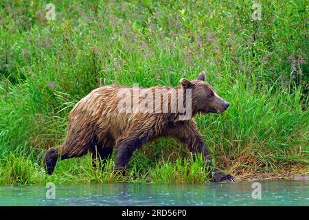 Brown bear (Ursus arctos) striding along the shore, Lake Clarke
