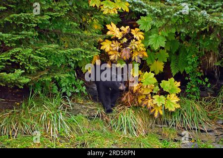 American Black Bear (Ursus americanus) coming out of the forest, rainforest, Prince William Sound, Alaska, USA Stock Photo