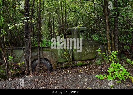 Antique car wreck stands in forest overgrown with plants, Alaska, USA Stock Photo