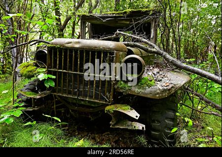 Antique car wreck stands in forest overgrown with plants, Alaska, USA Stock Photo