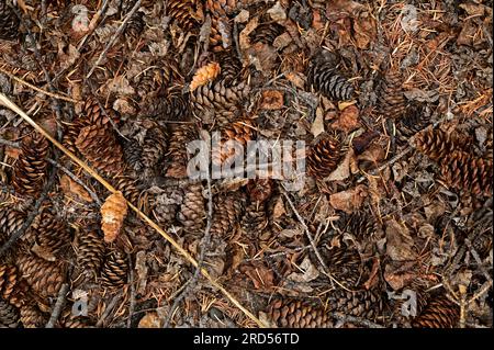 Fir cones of Douglas fir (Pseudotsuga menziesii) lying on the ground, Vancouver Island, Canada Stock Photo