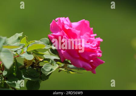 Close-up macro shot of a pink rose in a garden. Shallow depth of field Stock Photo