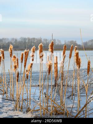 Frozen Flooded Fields on the Somerset Levels near Langport Jan 23 Stock Photo