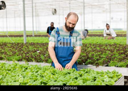Focused farmer doing green lettuce quality control, checking for size, healthiness and pest diseases using certified organic eco friendly methods. Environmentally conscious sustainable greenhouse Stock Photo