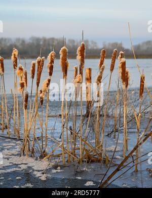 Frozen Flooded Fields on the Somerset Levels near Langport Jan 23 Stock Photo