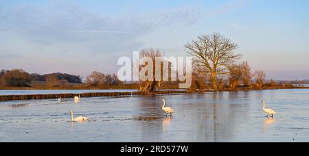 Frozen Flooded Fields on the Somerset Levels near Langport Jan 23 Stock Photo