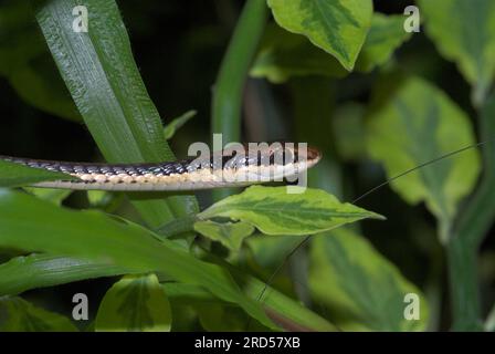 Common bronzeback (Dendrelaphis pictus), Gmelin's bronzeback, Painted bronzeback, Indonesia Stock Photo