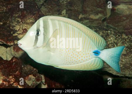 Desjardin's Sailfin Tang (Zebrasoma desjardinii), Indian Sail-fin Surgeonfish, Red Sea Sailfin Tang, Indian Sailfin Tang, Indian Ocean Sailfin Tang Stock Photo