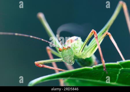 Speckled bush-cricket (Leptophyes punctatissima), male, North Rhine-Westphalia, Germany Stock Photo