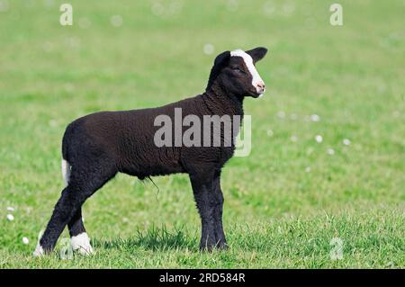 Zwartbles sheep, lamb, zwartbles, domestic sheep, sheep, sideways Stock Photo