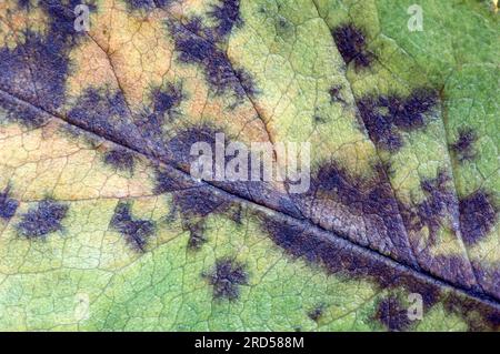 Rose Black Spot on rose leaf (Diplocarpon rosae) (Actinonema rosae) (Asteroma rosae) (Marssonina rosae), fungal disease Stock Photo