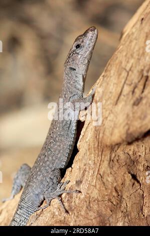 Sharp-snouted Rock Lizard (Lacerta oxycephala) Stock Photo